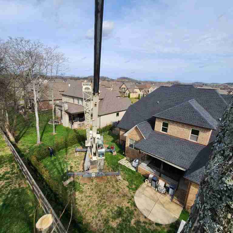 Expert Tips For Choosing Tree Service Companies