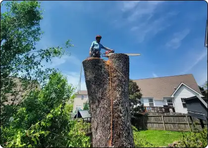 Home 52 An arborist with a tall tree stump.