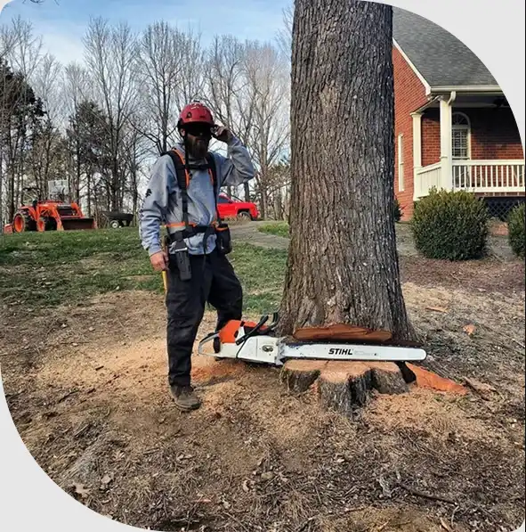 About 1 Arborist with chainsaw and tree notch
