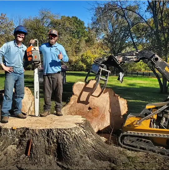 Home 66 Two arborists with chainsaw and equipment performing large oak tree removal in Franklin TN