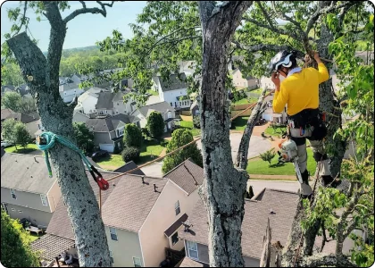 Services 20 An arborist overlooking a neighborhood.
