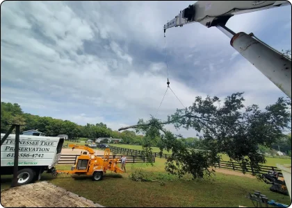 A tree being lifted by a crane.