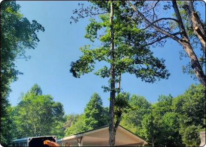 Services 22 A tree being removed.